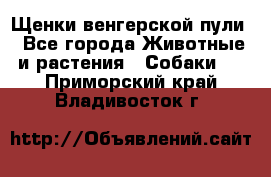 Щенки венгерской пули - Все города Животные и растения » Собаки   . Приморский край,Владивосток г.